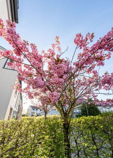 Pink blooming cherry tree in a garden by a house.