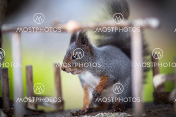 Beautiful fluffy squirrel in the park