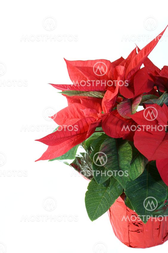 Julstjärna