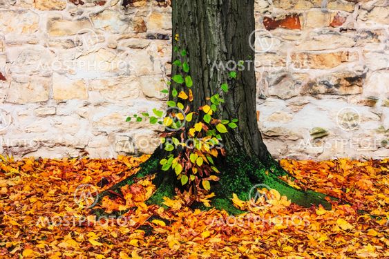 autumn leaves of trees in the park