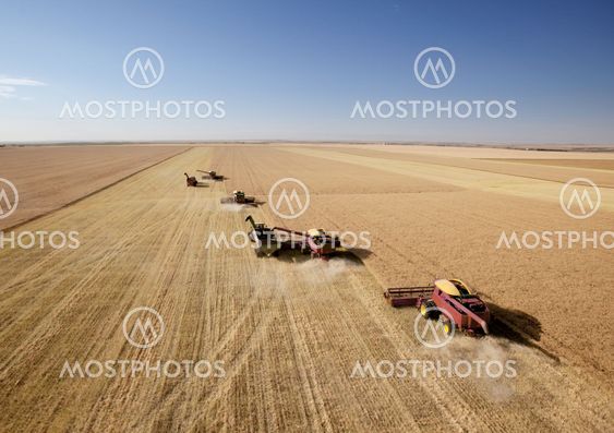 Four Combines in Field