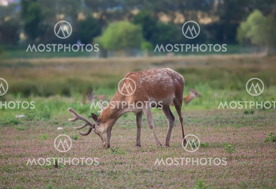 Moose, Vitoria, Alava, Spain