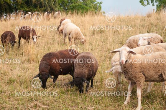 White Sheep and Brown Sheep grazing in a field in Switzerland