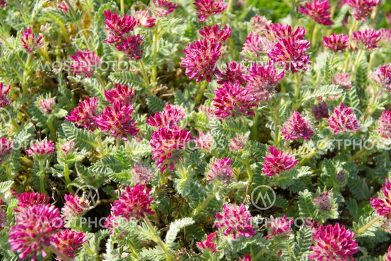 Wundklee - Anthyllis montana 05