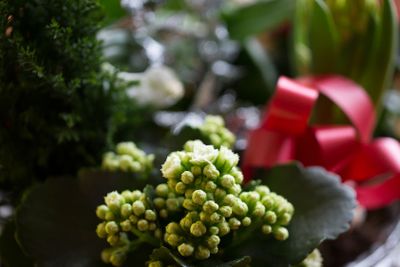 Julblomma
