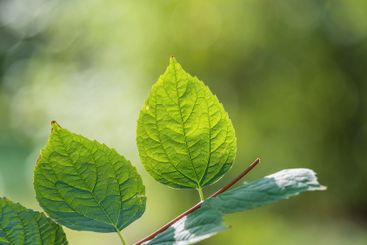 Sunlight shining through green leaves. Green leaves...