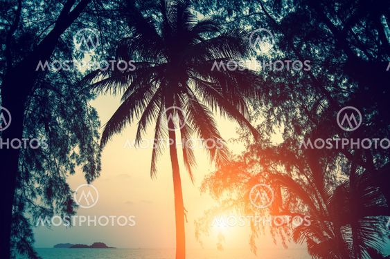 Silhouettes of palm leaves against sky during sunset.
