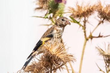 European goldfinch with juvenile plumage, feeding on the...