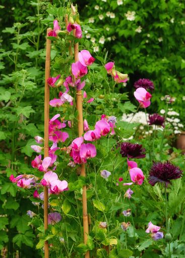 Flowers, plants and garden with ecology for spring, zen...