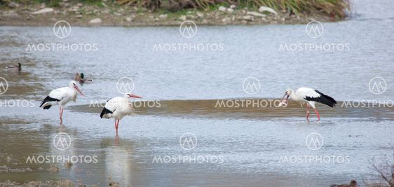 Storks in Salburua, Vitoria, Alava, Spain