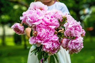 Close-up of kid girl holding huge bouquet of pink peony...