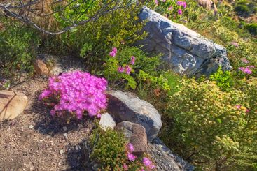 Mountain flowers, rocks and nature with environment,...