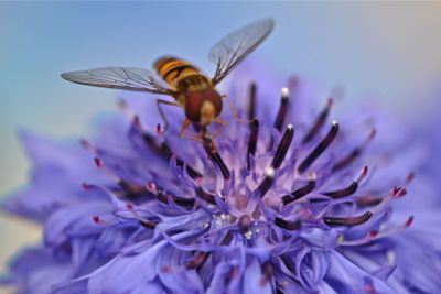 Blomsterbi på Blåklint
