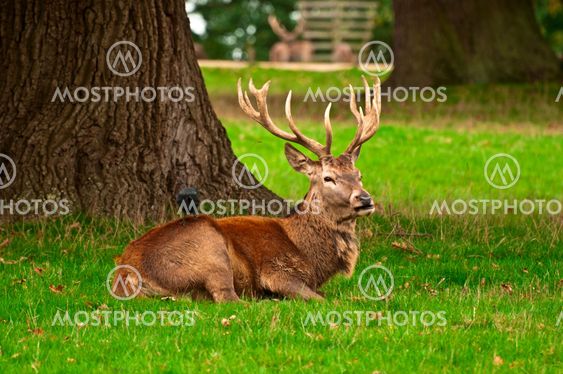 Red Deer Stag at Rest