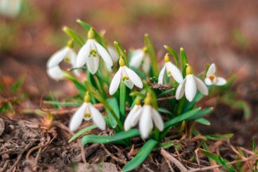 Snowdrops bloom in early spring at a garden patch...