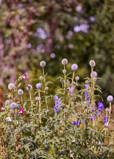 Growth, flowers and nature with globe thistle in garden,...