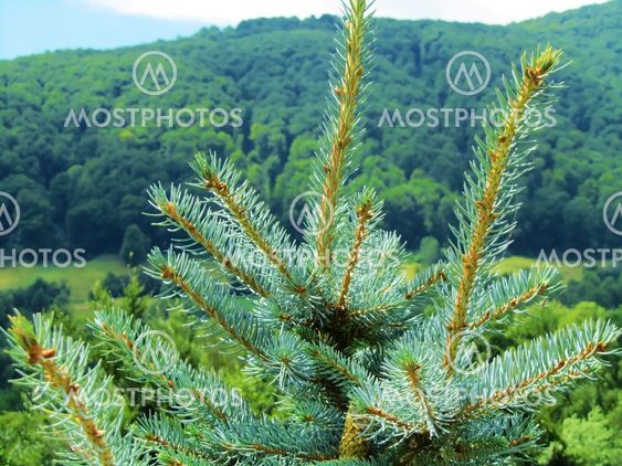 Green pine