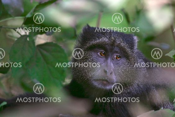 Blue monkey (Cercopithecus mitis)