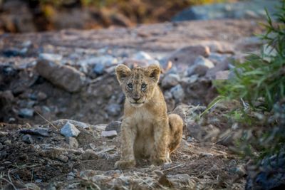 Lion cub sitting in a dry riverbed.