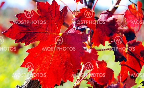 autumn leaves in vineyard