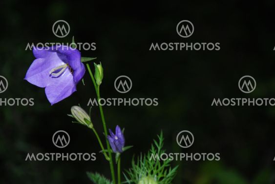 Bluebell flower closeup