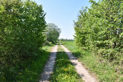 Country road in a lush greenery