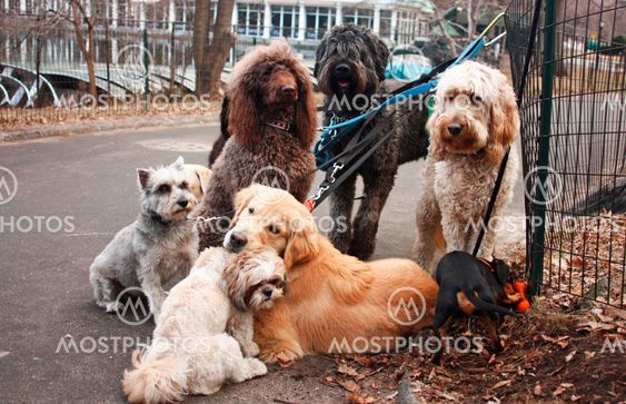 Group Of Dogs