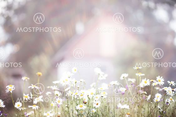 Fog in the field. Evening nature summer with white fog.