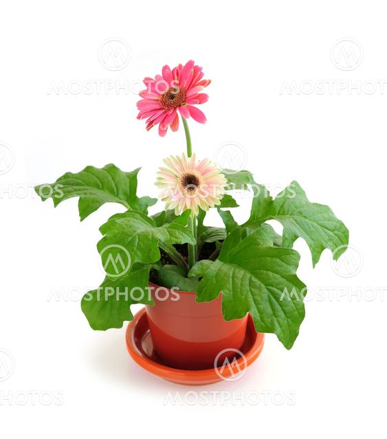 Potteplante på hvid baggrund