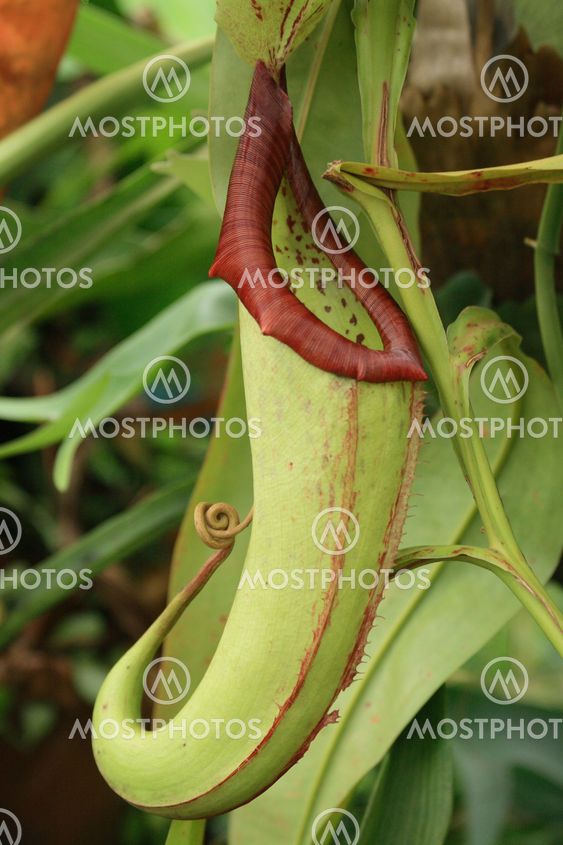 carnivorous plant