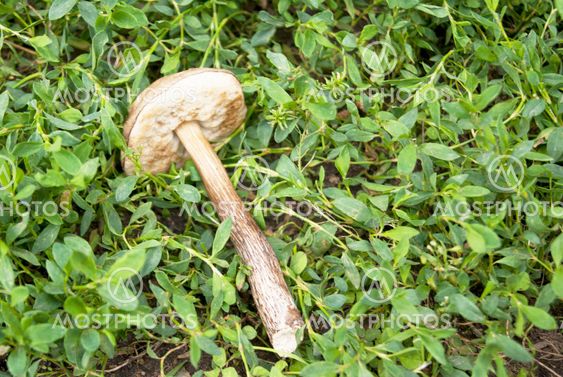 Aspen mushroom in the grass