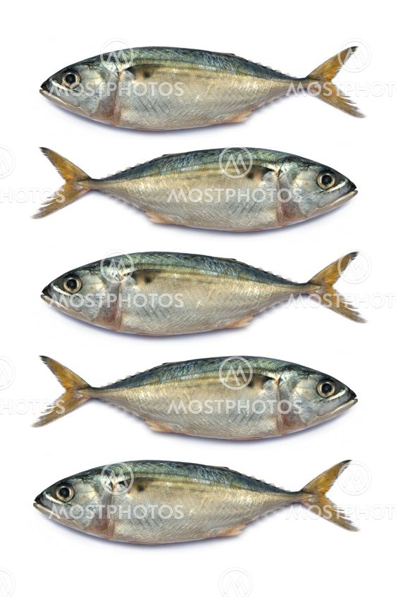 Fresh mackerel fish