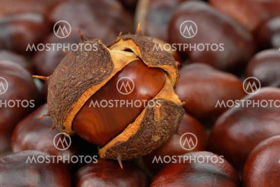 Chestnuts covering the frame