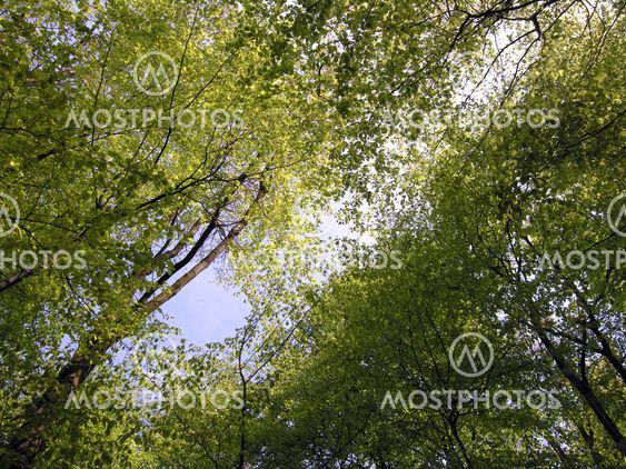Springtime from below