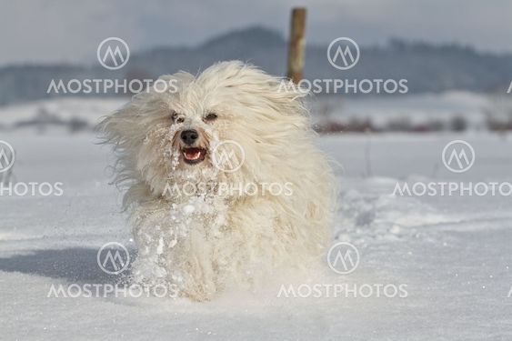Happier dog