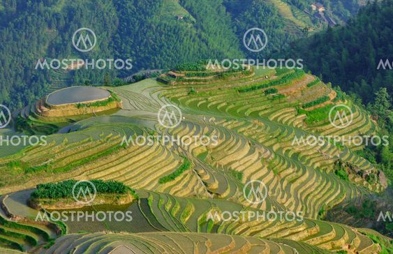 rice terraces on dragon ridge