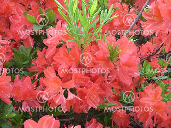 Pink rhododendron