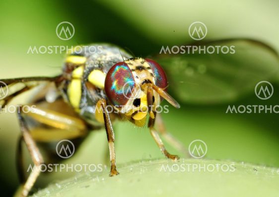 A Yellow Wasp