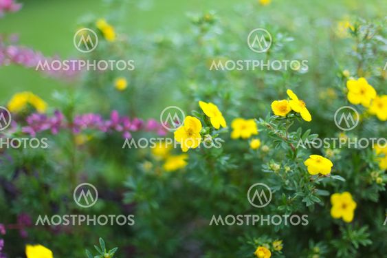 yellow and purple autumn flowers