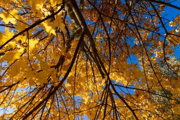 yellow maple foliage on branches in sunny autumn weather