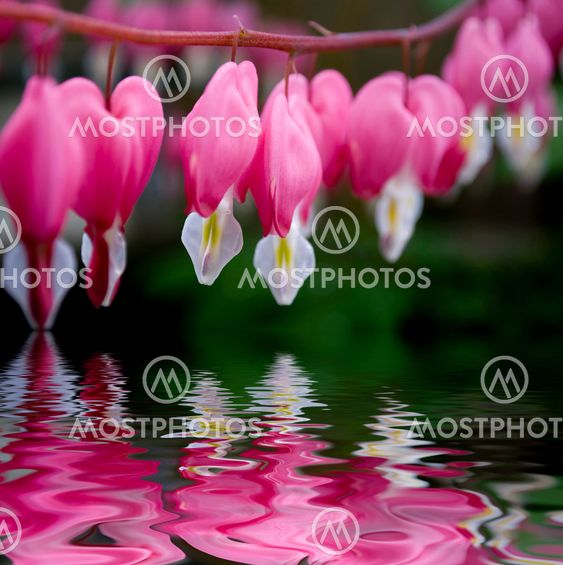 bleeding heart flower dicentra
