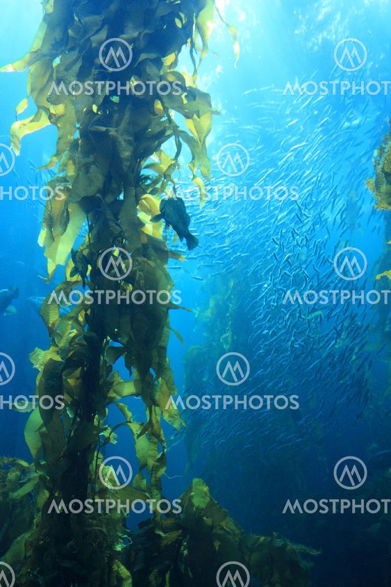 Giant Tang