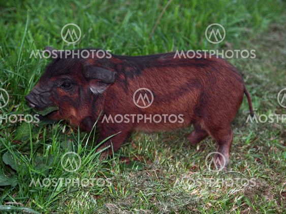 Kune Kune Piglet