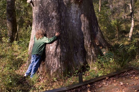 Tree Hugger