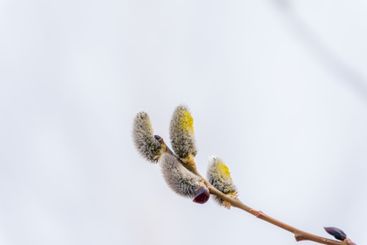 Nature awakes in spring. Blooming willow twigs and furry...