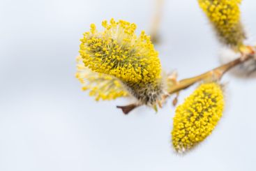 Nature awakes in spring. Blooming willow twigs and furry...