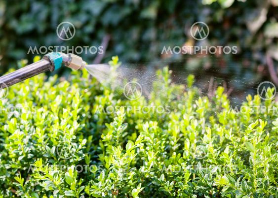 processing of boxtree bushes by insecticide