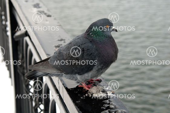 A pigeon on the fence in winter
