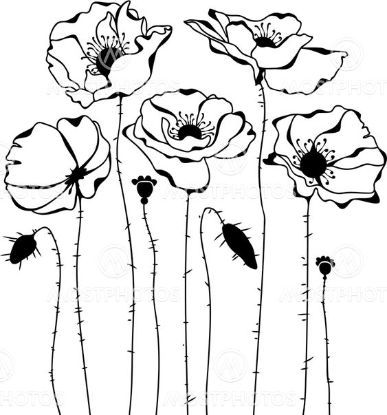 Poppies silhouette on white background