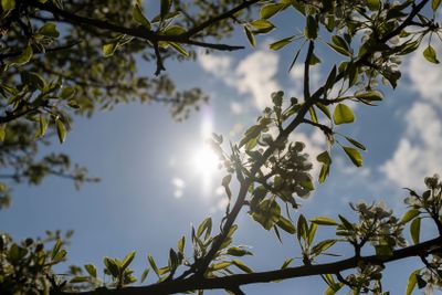 blooming berry cherry in the spring season